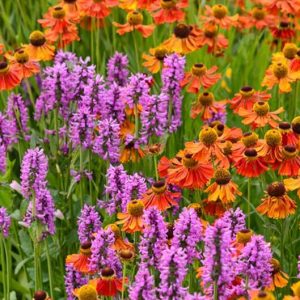 Garden ideas, Plant combinations, Perennial Combinations, Mid Summer combinations, Late summer combinations, Deer resistant combinations, Helenium Autumnales, Stachys Officinalis Hummelo