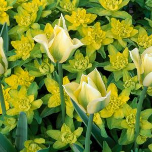 Spring Combination Ideas, Bulb Combinations, Plant Combinations, Flowerbeds Ideas, Spring Borders,Tulip Spring Green,Euphorbia Polychroma, Cushion Spurge