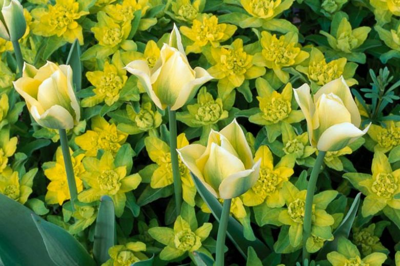 Spring Combination Ideas, Bulb Combinations, Plant Combinations, Flowerbeds Ideas, Spring Borders,Tulip Spring Green,Euphorbia Polychroma, Cushion Spurge