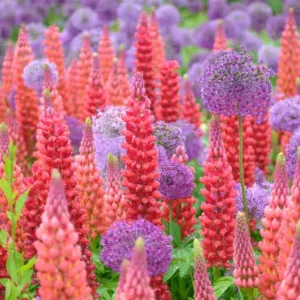 Plant Combinations, Flowerbeds Ideas, Spring Borders, Summer Borders, Allium Purple Sensation, Allium Globemaster, Lupinus The Governor, Lupinus My Castle, Russel Hybrids