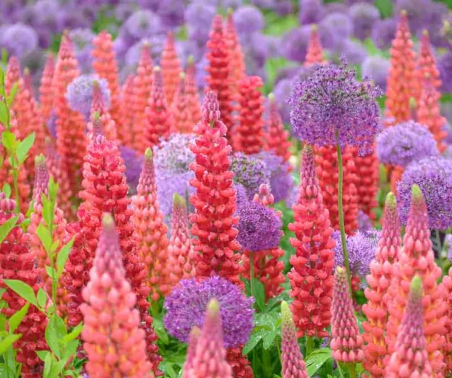 Plant Combinations, Flowerbeds Ideas, Spring Borders, Summer Borders, Allium Purple Sensation, Allium Globemaster, Lupinus The Governor, Lupinus My Castle, Russel Hybrids