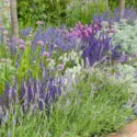 Garden ideas, Border ideas, Plant Combinations, Flowerbeds Ideas, Summer Borders, salvia superba, salvia nemorosa, salvia sylvestris, Allium senescens, Lavandula intermedia, Artemisia Powis Castle