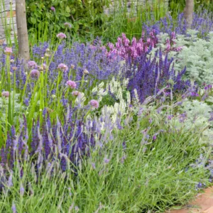 Garden ideas, Border ideas, Plant Combinations, Flowerbeds Ideas, Summer Borders, salvia superba, salvia nemorosa, salvia sylvestris, Allium senescens, Lavandula intermedia, Artemisia Powis Castle