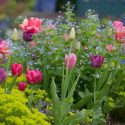 Spring Combination Ideas, Bulb Combinations, Plant Combinations, Flowerbeds Ideas, Spring Borders, Brunnera Macrophylla, Euphorbia cyparssias,Tulip 'Barcelona',Tulip 'Don Quichotte',Tulip 'Negrita',Tulip 'Pink Impression'