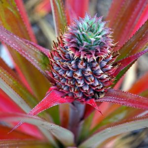 Ananas comosus, Pineapple, Pina, Ananas, Ananas porteanus, Ananas sativus, Tropical Plant, Tropical Fruit