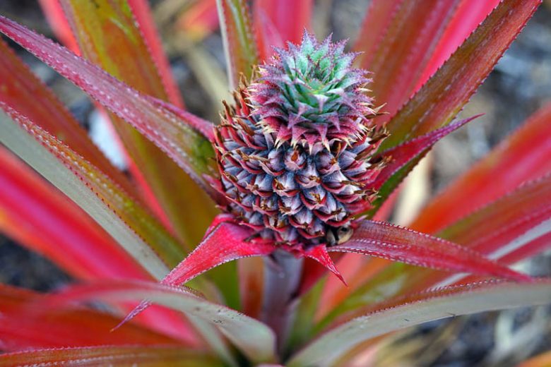 Ananas comosus, Pineapple, Pina, Ananas, Ananas porteanus, Ananas sativus, Tropical Plant, Tropical Fruit