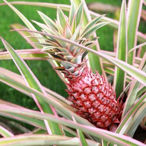 Ananas comosus, Pineapple, Pina, Ananas, Ananas ananas, Ananas porteanus, Ananas sativus, Tropical Plant, Tropical Fruit