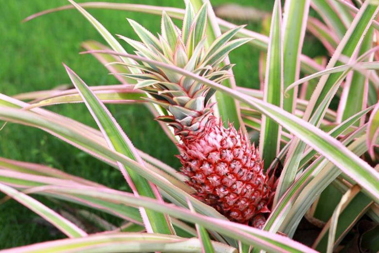 Ananas comosus, Pineapple, Pina, Ananas, Ananas ananas, Ananas porteanus, Ananas sativus, Tropical Plant, Tropical Fruit