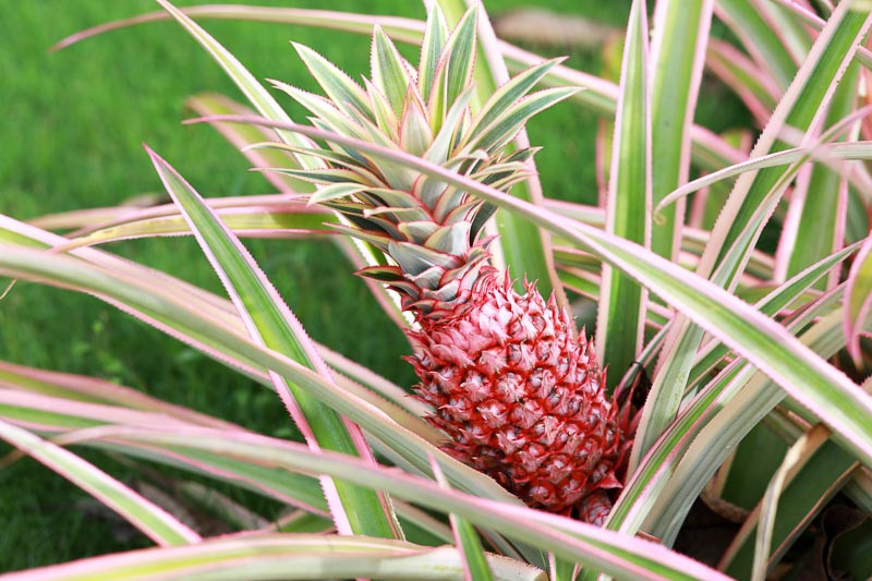 Ananas comosus, Pineapple, Pina, Ananas, Ananas ananas, Ananas porteanus, Ananas sativus, Tropical Plant, Tropical Fruit