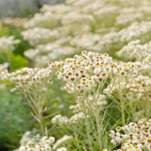 Anaphalis Margaritacea, Pearly Everlasting, wild flower, white flowers