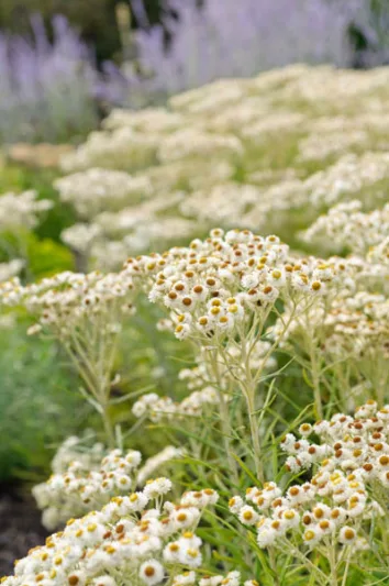 Anaphalis Margaritacea, Pearly Everlasting, wild flower, white flowers