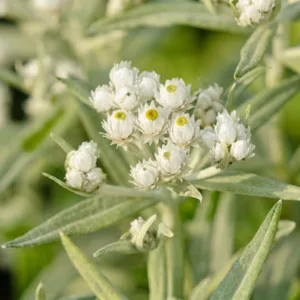 Anaphalis Triplinervis 'Sommerschnee', Pearl Everlasting 'Summer Snow', Everlasting 'Sommerschnee', Triple-Nerved Pearly Everlasting, wild flower, white flowers