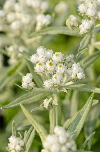 Anaphalis Triplinervis 'Sommerschnee', Pearl Everlasting 'Summer Snow', Everlasting 'Sommerschnee', Triple-Nerved Pearly Everlasting, wild flower, white flowers