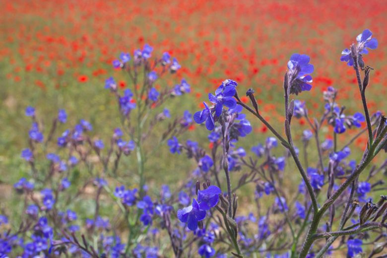 Anchusa Azurea, Blue Bugloss, Anchusa Italica, Alkanet, Italian Alkanet, Italian Bugloss, Blue flower, Blue flowers