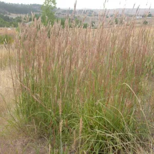 Andropogon gerardii, Big Blue Stem, Big Bluestem, Ornamental Grass