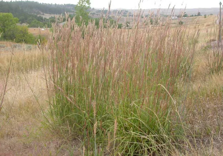 Andropogon gerardii, Big Blue Stem, Big Bluestem, Ornamental Grass