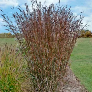 Andropogon gerardii 'Indian Warrior', Big Blue Stem 'Indian Warrior', Big Bluestem 'Indian Warrior', Ornamental Grass