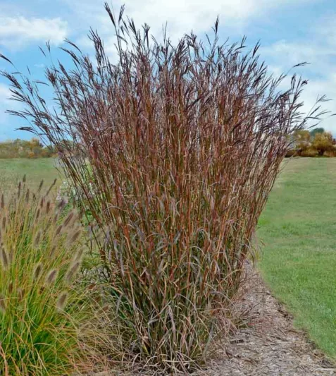 Andropogon gerardii 'Indian Warrior', Big Blue Stem 'Indian Warrior', Big Bluestem 'Indian Warrior', Ornamental Grass
