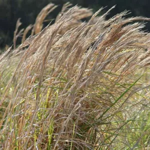 Andropogon glomeratus, Bushy Bluestem, Brushy Bluestem, Bushy Beardgrass, Bushy Broom Grass, Ornamental Grass
