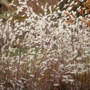 Andropogon ternarius, Splitbeard Bluestem, Silver Bluestem, Paintbrush Bluestem, Ornamental Grass