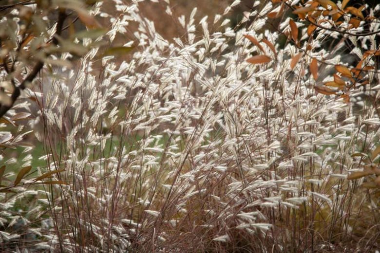 Andropogon ternarius, Splitbeard Bluestem, Silver Bluestem, Paintbrush Bluestem, Ornamental Grass
