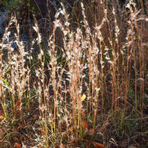 Andropogon virginicus, Broom Sedge, Broomsedge, Broomsedge Bluestem, Yellowsedge Bluestem, Whiskey Grass, Popotillo Pajon, Ornamental Grass