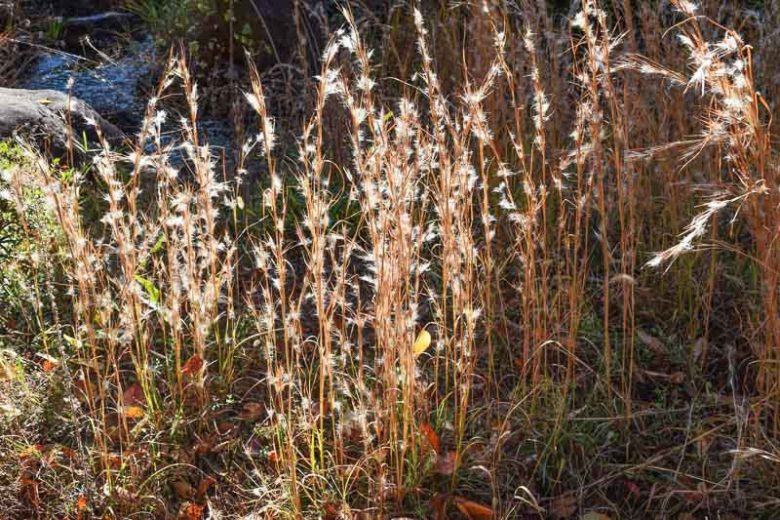 Andropogon virginicus, Broom Sedge, Broomsedge, Broomsedge Bluestem, Yellowsedge Bluestem, Whiskey Grass, Popotillo Pajon, Ornamental Grass