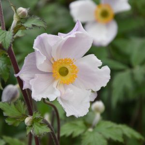 Anemone Dreaming Swan, Japanese Anemone Dreaming Swan, Windflower Dreaming Swan, Late summer perennial, White Anemone