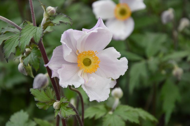 Anemone Dreaming Swan, Japanese Anemone Dreaming Swan, Windflower Dreaming Swan, Late summer perennial, White Anemone