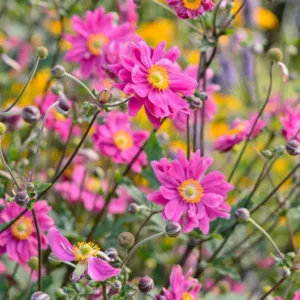 Anemone Bressingham Glow, Anemone hupehensis Bressingham Glow, Japanese Anemone Bressingham Glow, Windflower Bressingham Glow, Late summer perennial, Pink Anemone