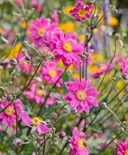 Anemone Bressingham Glow, Anemone hupehensis Bressingham Glow, Japanese Anemone Bressingham Glow, Windflower Bressingham Glow, Late summer perennial, Pink Anemone