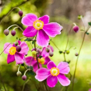 Anemone Hadspen Abundance, Anemone hupehensis Hadspen Abundance, Japanese Anemone Hadspen Abundance, Windflower Hadspen Abundance, Late summer perennial, Pink Anemone