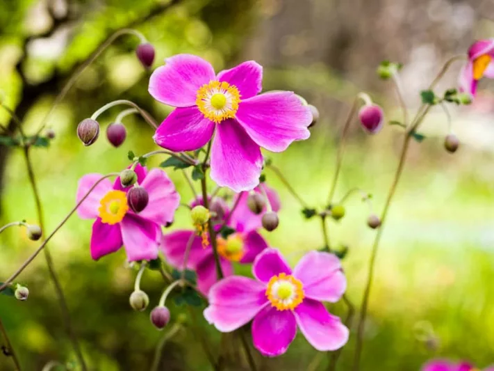 Anemone Hadspen Abundance, Anemone hupehensis Hadspen Abundance, Japanese Anemone Hadspen Abundance, Windflower Hadspen Abundance, Late summer perennial, Pink Anemone
