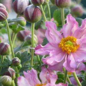 Anemone Pocahontas, Japanese Anemone 'Pocahontas', Windflower 'Pocahontas', Pink Anemone, Fall Anemone, Anemone Hupehensis 'Pocahontas', Fantasy Series