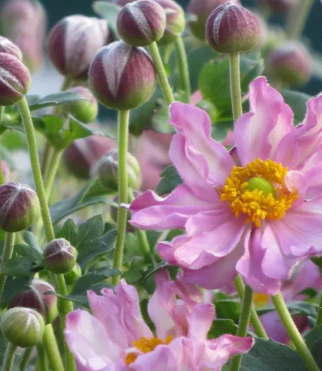Anemone Pocahontas, Japanese Anemone 'Pocahontas', Windflower 'Pocahontas', Pink Anemone, Fall Anemone, Anemone Hupehensis 'Pocahontas', Fantasy Series
