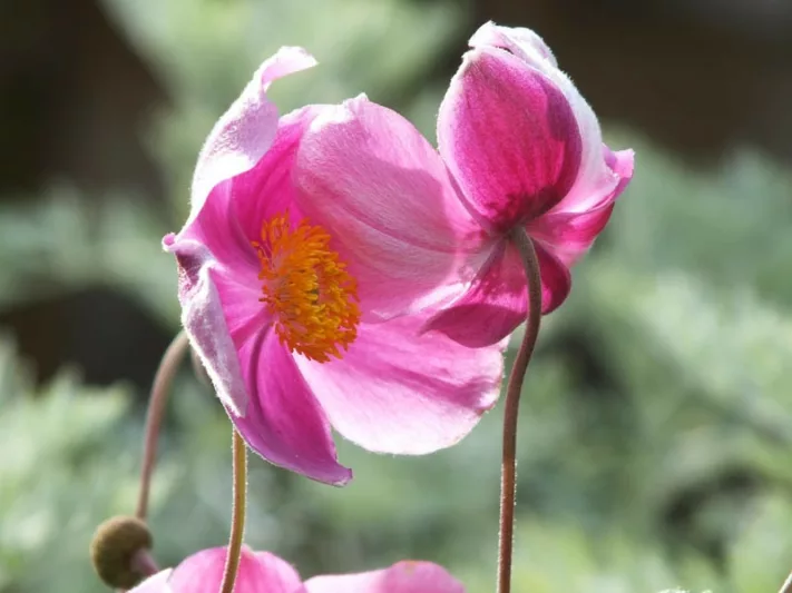 Anemone Praecox, Japanese Anemone 'Praecox', Windflower 'Praecox', Pink Anemone, Fall Anemone