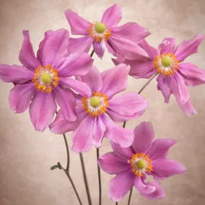 Anemone Prinz Heinrich, Japanese Anemone 'Prinz Heinrich', Windflower 'Prinz Heinrich', Anemone hupehensis var. japonica 'Prince Henry', Anemone japonica 'Prinz Heinrich', Anemone × hybrida 'Prince Henry', Anemone × hybrida 'Prince Henry', Anemone × hybrida 'Prinz Heinrich', Pink Anemone