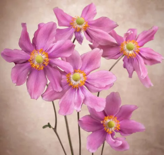 Anemone Prinz Heinrich, Japanese Anemone 'Prinz Heinrich', Windflower 'Prinz Heinrich', Anemone hupehensis var. japonica 'Prince Henry', Anemone japonica 'Prinz Heinrich', Anemone × hybrida 'Prince Henry', Anemone × hybrida 'Prince Henry', Anemone × hybrida 'Prinz Heinrich', Pink Anemone