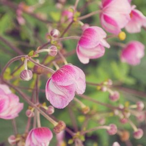 Anemone × Hybrida Rosenschale, Japanese Anemone 'Rosenschale', Windflower 'Rosenschale', Fall Anemone 'Rosenschale', Anemone hupehensis 'Rosenschale', Anemone japonica 'Rosenschale', Japanese thimbleflower 'Rosenschale', Late summer perennial, Pink Anemone