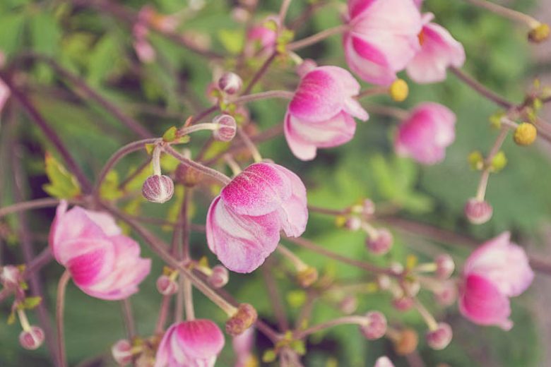 Anemone × Hybrida Rosenschale, Japanese Anemone 'Rosenschale', Windflower 'Rosenschale', Fall Anemone 'Rosenschale', Anemone hupehensis 'Rosenschale', Anemone japonica 'Rosenschale', Japanese thimbleflower 'Rosenschale', Late summer perennial, Pink Anemone