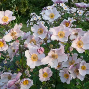Anemone September Charm, Anemone × Hybrida September Charm, Japanese Anemone September Charm, WindflowerSeptember Charm, Late summer perennial, Pink Anemone, Anemone hupensis var. japonica 'September Charm'