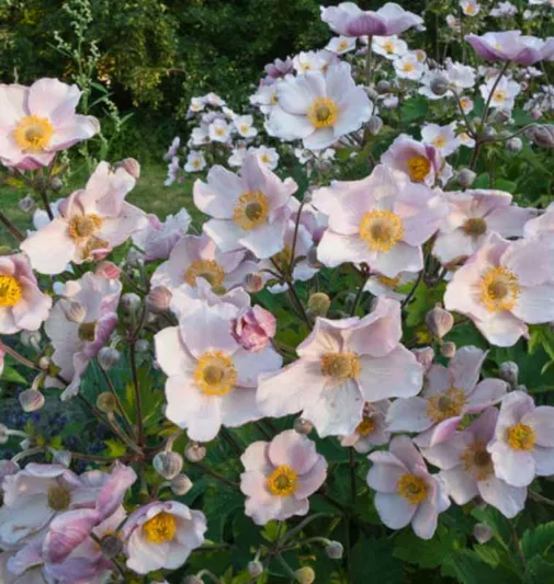 Anemone September Charm, Anemone × Hybrida September Charm, Japanese Anemone September Charm, WindflowerSeptember Charm, Late summer perennial, Pink Anemone, Anemone hupensis var. japonica 'September Charm'