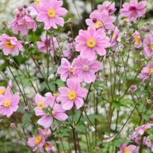 Anemone Serenade, Anemone × Hybrida Serenade, Japanese Anemone Serenade, Windflower Serenade, Late summer perennial, Pink Anemone, Fall Anemone Serenade