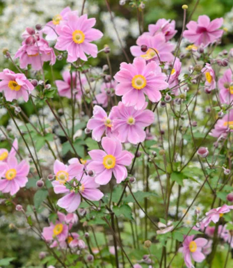 Anemone Serenade, Anemone × Hybrida Serenade, Japanese Anemone Serenade, Windflower Serenade, Late summer perennial, Pink Anemone, Fall Anemone Serenade