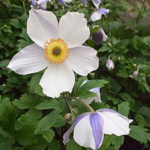 Anemone Wild Swan, Japanese Anemone Wild Swan, WindflowerWild Swan, Late summer perennial, White Anemone