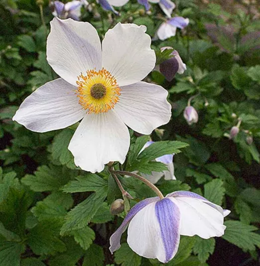 Anemone Wild Swan, Japanese Anemone Wild Swan, WindflowerWild Swan, Late summer perennial, White Anemone