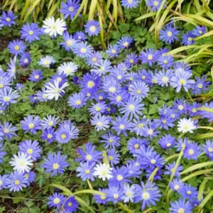 Anemone blanda Blue Star, Anemone 'Blue Star', Grecian Windflower 'Blue Star', Wood Anemone 'Blue Star', Spring Flowers, Spring Bulbs, Blue Anemones, Blue Flowers
