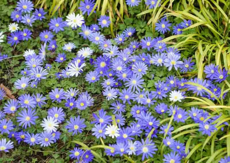 Anemone blanda Blue Star, Anemone 'Blue Star', Grecian Windflower 'Blue Star', Wood Anemone 'Blue Star', Spring Flowers, Spring Bulbs, Blue Anemones, Blue Flowers