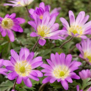 Anemone blanda Pink Charmer, Anemone 'Pink Charmer', Grecian Windflower 'Pink Charmer', Wood Anemone 'Pink Charmer', Anemone blanda var. rosea 'Pink Charmer', Spring Flowers, Spring Bulbs, Pink Anemones, Pink Flowers