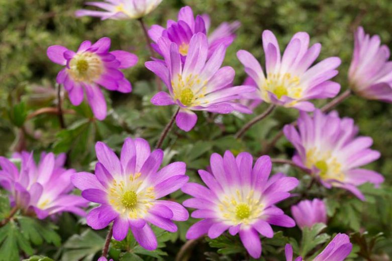 Anemone blanda Pink Charmer, Anemone 'Pink Charmer', Grecian Windflower 'Pink Charmer', Wood Anemone 'Pink Charmer', Anemone blanda var. rosea 'Pink Charmer', Spring Flowers, Spring Bulbs, Pink Anemones, Pink Flowers